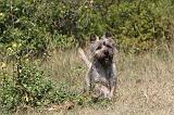 CAIRN TERRIER 052